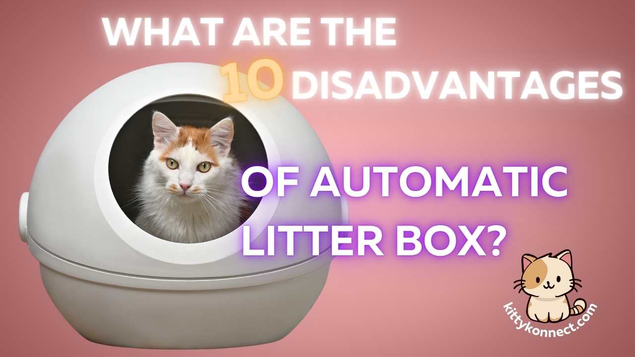 What_Are_The_Disadvantages_Of_Automatic_Litter_Box
