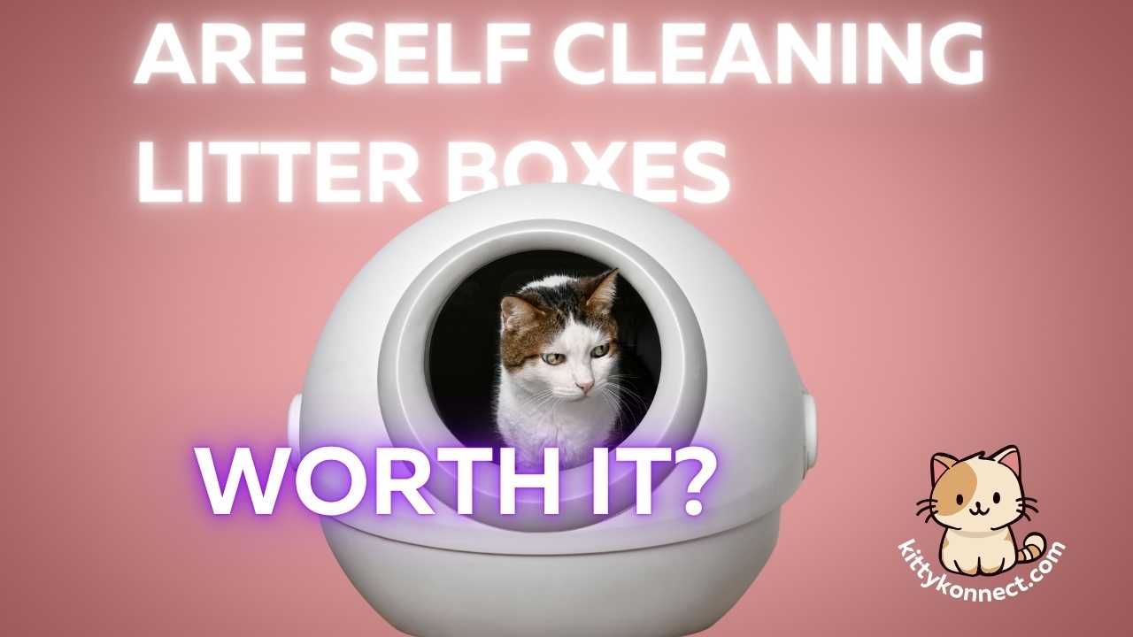 Are_Self_Cleaning_Litter_Boxes_Worth_It