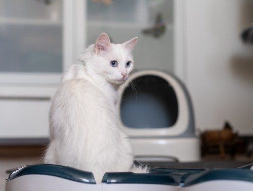 A fluffy white cat with bright blue eyes relaxes on a litter box, surrounded by a clean and contemporary living space