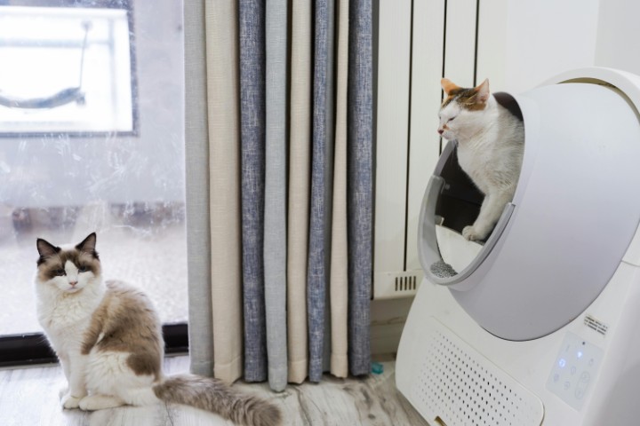 self_cleaning_litter_box_cats_in_automatic_cleaning_litter_box (Small)