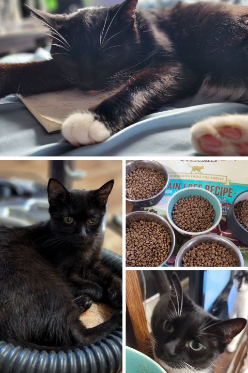 Marlinda's Cats