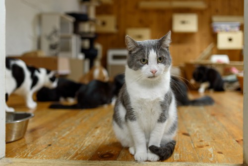 Cats