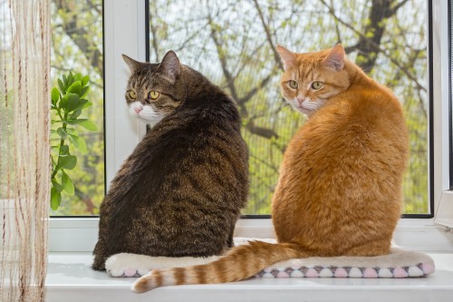 Two fat cats sit on the window