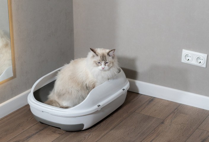 A light-colored cat sits comfortably in a litter box beside a mirror, reflecting its calm demeanor in a simple interior setting