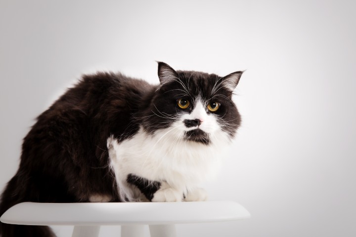 beautiful-fluffy-cat-isolated-on-white-black