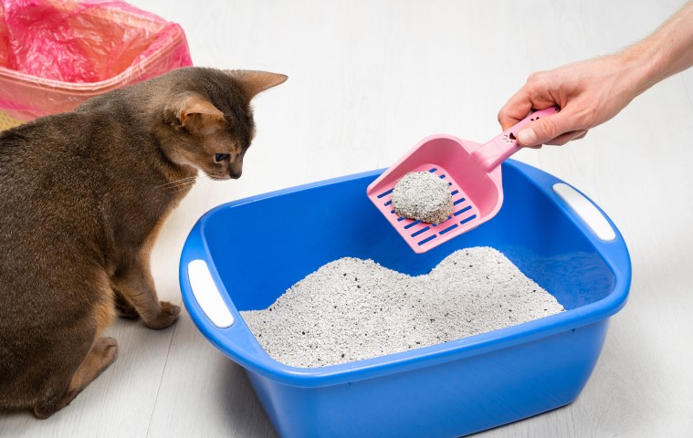 Man cleaning cat litter tray at home, closeup. Cute blue Abyssinian cat sits by the Bright pet tray and watches the process. Cleanliness, pet care and hygiene concept.